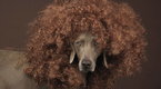National Geographic News: William Wegman Shoots February Dog Cover for National Geographic Magazine