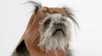 AdZone: Volkswagen: The Bark Side Teaser