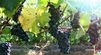 Cooking Up A Story: Biodynamic Vineyard