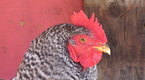 Cooking Up A Story: Raising Backyard Chickens