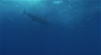 Hooked: Snagging a Marlin
