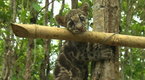 Big Cat Week: Orphaned Cubs