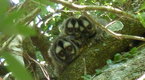 National Geographic News: Owl Monkey Fathers Know Best? 