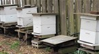 Cooking Up A Story: Beekeeping Basics: Equipment For Beginners