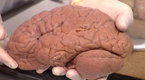 National Geographic News: Welcome to the Brain Bank