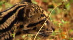 Big Cat Week: How to Be Wild