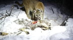 Big Cat Week: Eat Like a Cougar