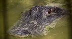 Swamp Men: The Gator Roll