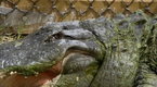 Swamp Men: One-Eyed Gator