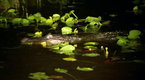 Swamp Men: Take a Bite!