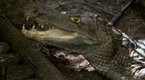 Swamp Men: Cannibal Cayman
