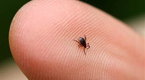 NBC TODAY Show: Summer Means Creepy Crawlers