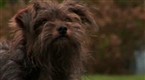 The Art of Seduction: Dirty Dog
