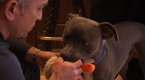 Dog Whisperer: Pit Puppy Lessons