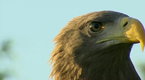 ORF Universum Documentaries: Saga of the White Tailed Eagle (season 1, episode 49)