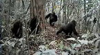 National Geographic News: Rare Gorillas Caught On Camera