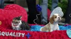 Community: Puppy Parade