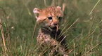 Clip - Fiercest Hunters in the Land