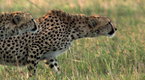 Clip - Hunters Being Hunted