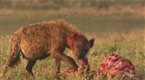 Big Cat Week: Predator Battleground (season 1, episode 4)