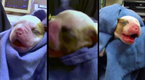 Ice Loves Coco: Puppy Time