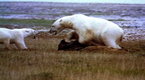 National Geographic Animals: Polar Bear vs. Polar Bear: Food Snatch