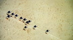 National Geographic News: Surprising Camel Photo
