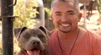 Dog Whisperer: Most Aggressive Breeds (season 6, episode 10)