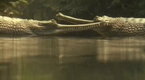 Before It's Too Late: Madagascar: Island Ark  (season 1, episode 2)