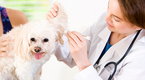 Howdini: Your Puppy's First Veterinary Visit