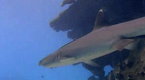 Australia Wild: Survival On the Reef (season 1, episode 15)