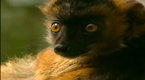 Before It's Too Late: Madagascar: Island Ark (season 1, episode 7)