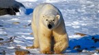 National Geographic Special | Arctic Kingdom: Life at the Edge | PBS
