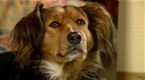 Good Dog!: Home Safety (season 4, episode 13)