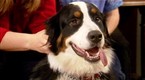 Good Dog!: Playful Dogs (season 4, episode 12)