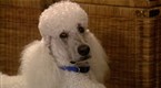 Good Dog!: Medical Concerns (season 4, episode 11)