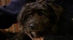 Good Dog!: Ear and Nail Care (season 4, episode 10)