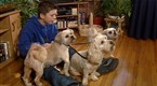 Good Dog!: Noisy Dogs (season 4, episode 9)