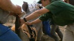Before It's Too Late: Dogs Cats and Horny Beasts (season 1, episode 11)