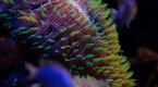 Before It's Too Late: Hawaii: Isles of Extinction (season 1, episode 13)