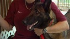 Confidential: Canine Confidential (season 1, episode 2)