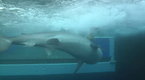 Shark Men: A Fighting Tiger