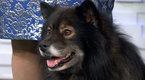 ABC Good Morning America: Westminster Kennel Club Dog Show Reveals New Breeds