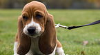 Howdini: What To Do When Bringing Home A New Puppy