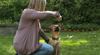 Howdini: Puppy Training Basics