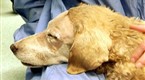 DogTown: Canine Cataract Surgery