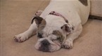 Dog Whisperer: Howie Mandel's Lola and Bebe and Sadie (season 7, episode 1)