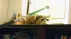 The Animal Extractors: Raccoon Attack (season 1, episode 1)