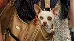Clip - Canine Accessory