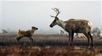 Being Caribou